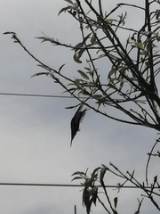 Cynanthus latirostris