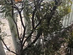 Schinus molle