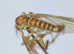 Empidadelpha torrentalis