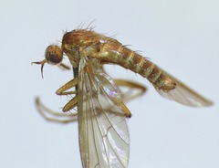 Empidadelpha torrentalis