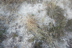 Cleistogenes serotina