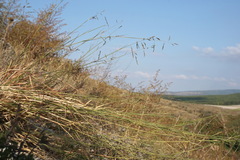 Cleistogenes serotina