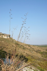 Cleistogenes serotina