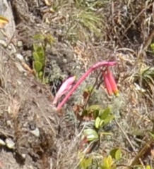Eustephia coccinea