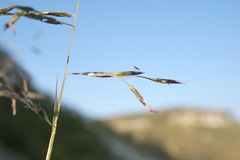 Cleistogenes serotina