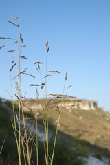 Cleistogenes serotina