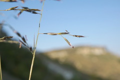 Cleistogenes serotina