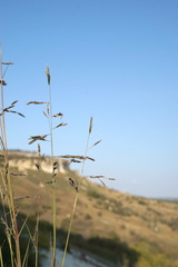 Cleistogenes serotina