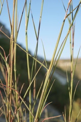 Cleistogenes serotina