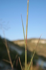 Cleistogenes serotina