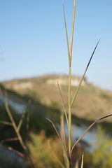 Cleistogenes serotina