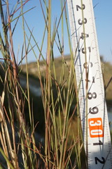 Cleistogenes serotina