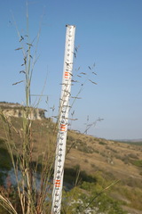 Cleistogenes serotina