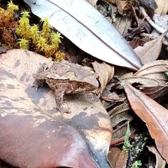 Rhinella nicefori