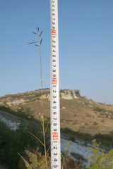 Cleistogenes serotina