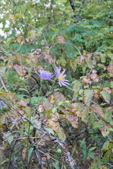 Aster amellus bessarabicus