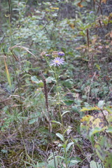 Aster amellus bessarabicus
