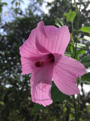 Hibiscus escobariae