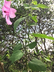 Hibiscus escobariae