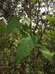 Hibiscus escobariae