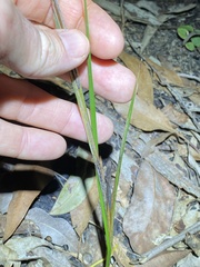 Haemodorum austroqueenslandicum