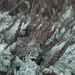 Artemisia pycnocephala - Photo (c) Eric Koberle, vissa rättigheter förbehållna (CC BY-NC), uppladdad av Eric Koberle