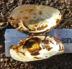 Alasmidonta undulata