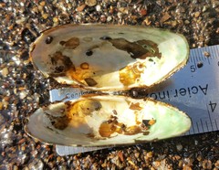 Strophitus undulatus