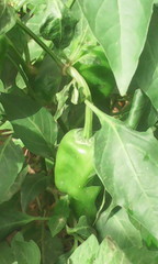 Capsicum annuum