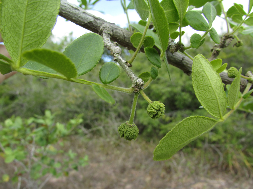 Zanthoxylum syncarpum