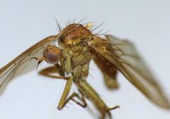 Empidadelpha torrentalis