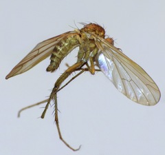 Empidadelpha torrentalis