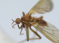 Empidadelpha torrentalis