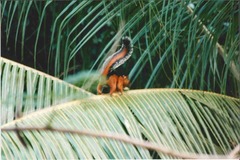 Sciurus variegatoides image