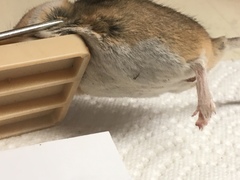 Peromyscus eremicus