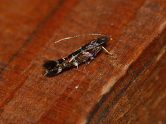 Stagmatophora argyrostrepta