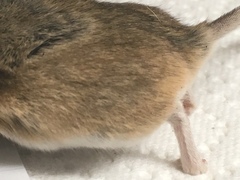 Peromyscus eremicus