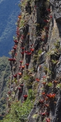 Tillandsia machupicchuensis