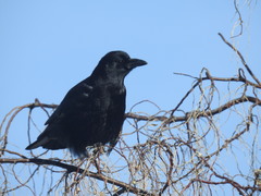 Corvus brachyrhynchos
