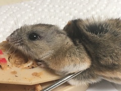 Peromyscus eremicus