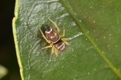 Heliophanus tribulosus