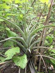 Tillandsia latifolia