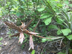 Tillandsia latifolia