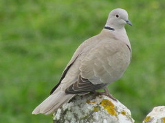 Streptopelia decaocto