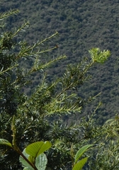 Podocarpus glomeratus