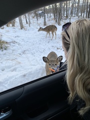 Odocoileus virginianus