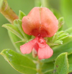 Indigofera poliotes