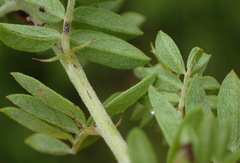 Indigofera poliotes