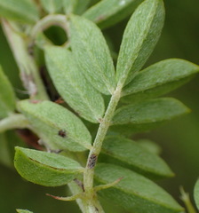 Indigofera poliotes