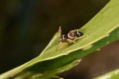 Heliophanus tribulosus